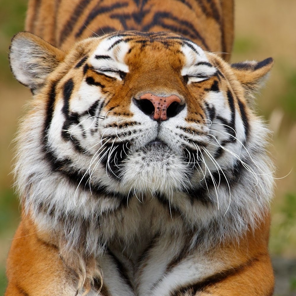 Meet your Posher, Gustavo